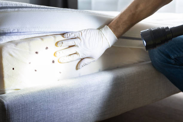 Best Wasp Removal Services  in English Creek, NJ